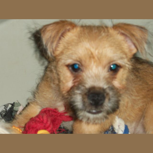 Photo of Baby Toby (On Trial 11/1/13)