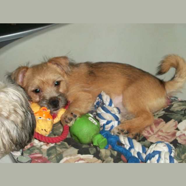 Photo of Baby Toby (On Trial 11/1/13)