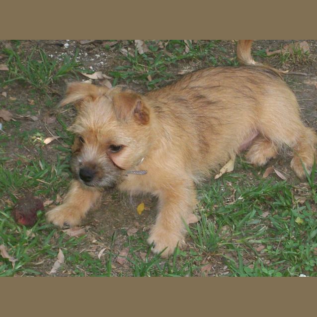 Photo of Baby Toby (On Trial 11/1/13)