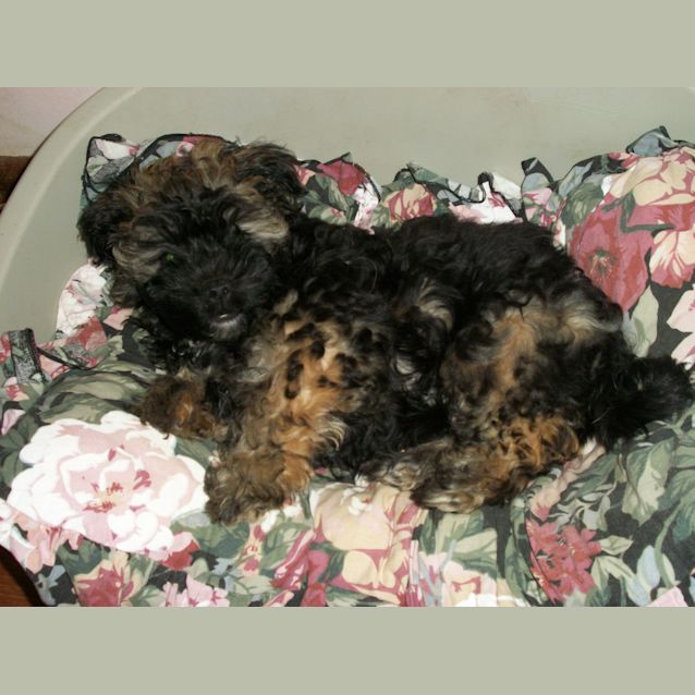 Photo of Bubba (On Trial 20/12/12)