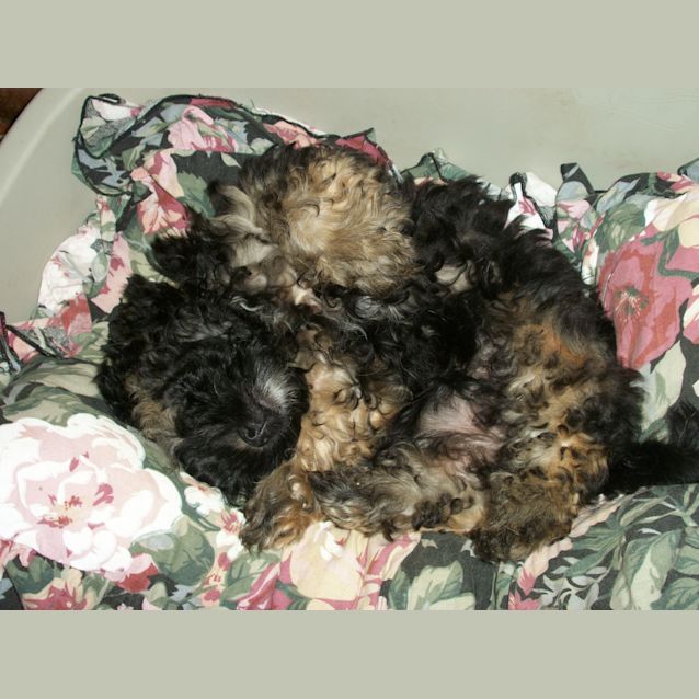 Photo of Bubba (On Trial 20/12/12)