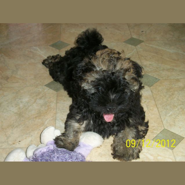 Photo of Bubba (On Trial 20/12/12)