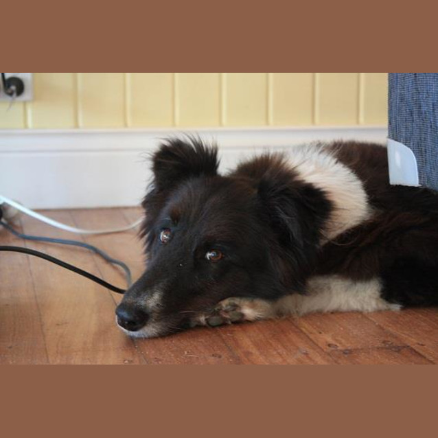 Photo of Sammy