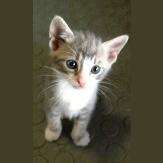 Photo of Thor