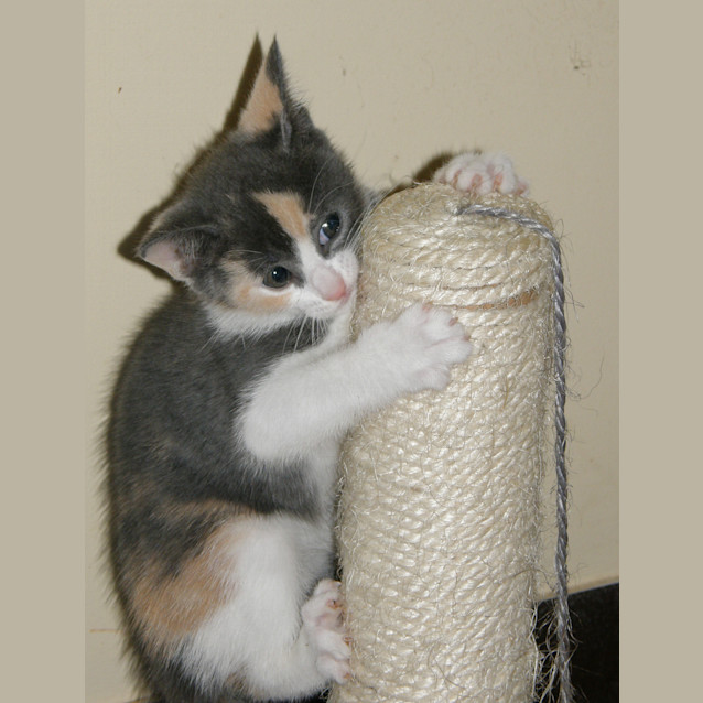 Photo of Juni