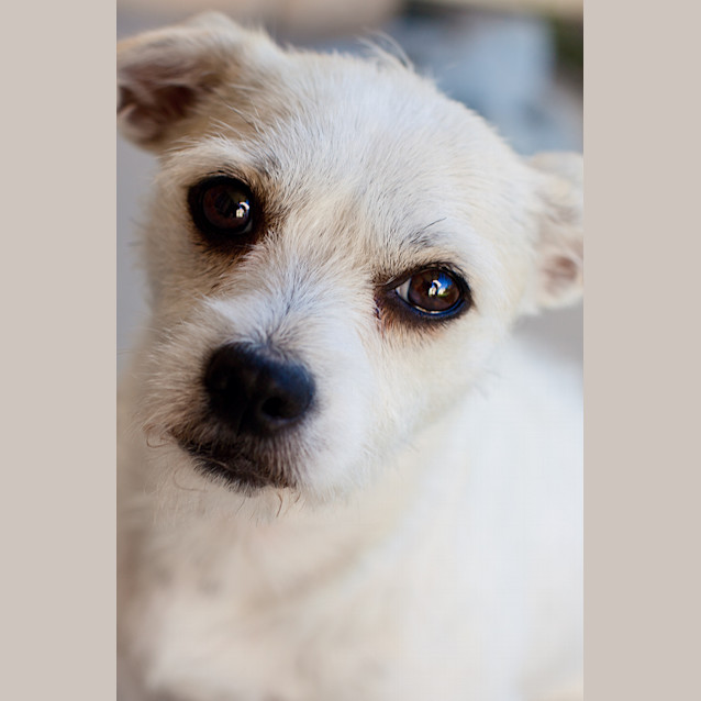 Photo of Honey (On Trial 20/12/12)