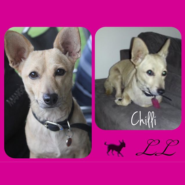 Photo of Chilli