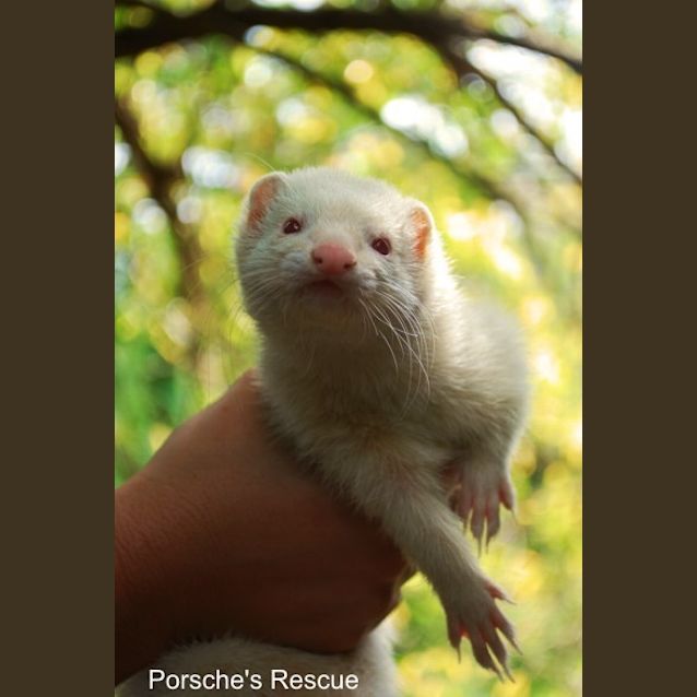 Photo of Wriggles   Desexed, Vaccinated And Microchipped