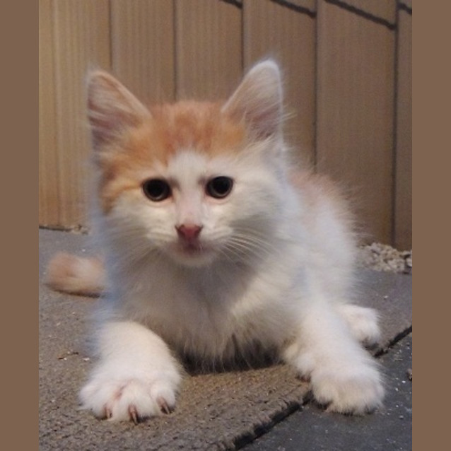 Photo of Archie