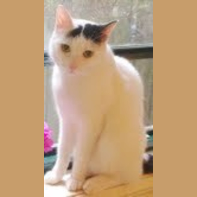 Photo of Lilycat