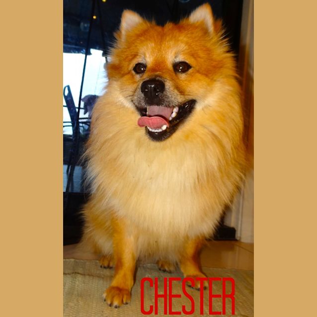 Photo of Chester (On Trial 2/1/12)