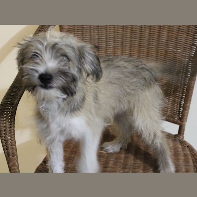 Photo of Fudge