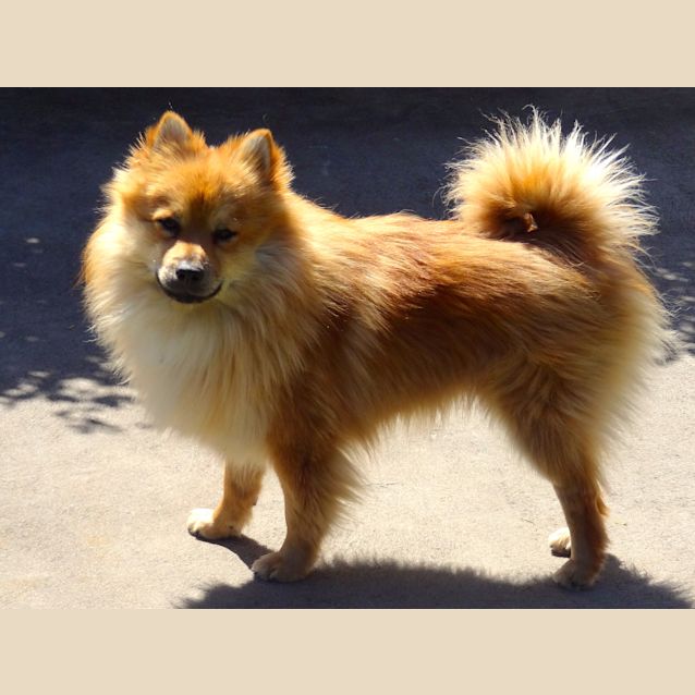 Photo of Chester (On Trial 2/1/12)