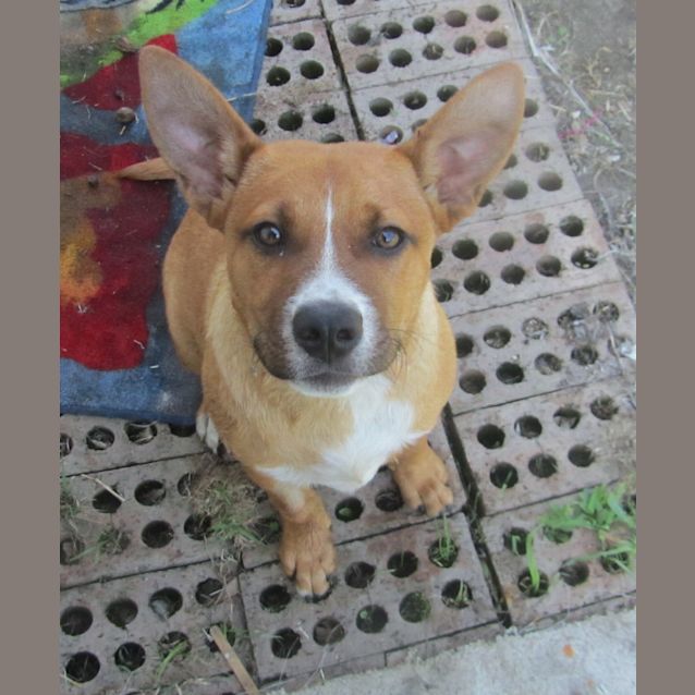 Photo of Charlie Brown (On Trial 29/12/12)