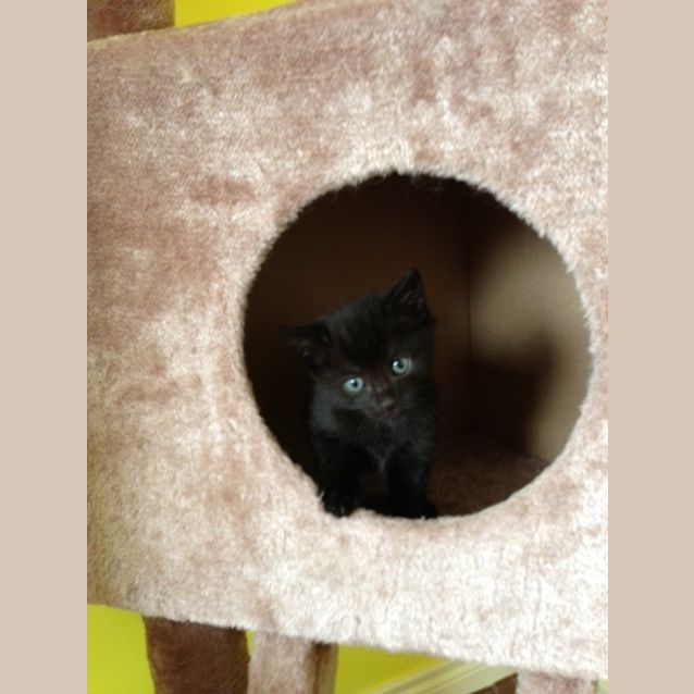 Photo of Nala