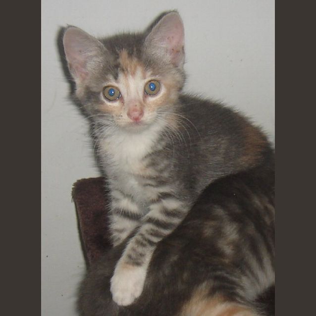 Photo of Dixie
