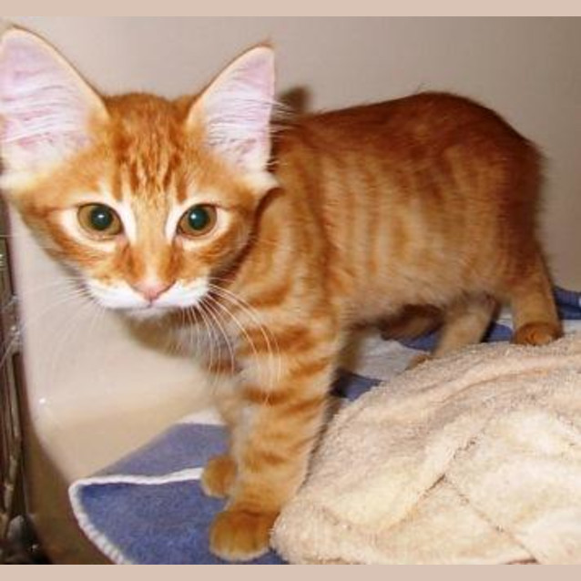 Photo of Cupid
