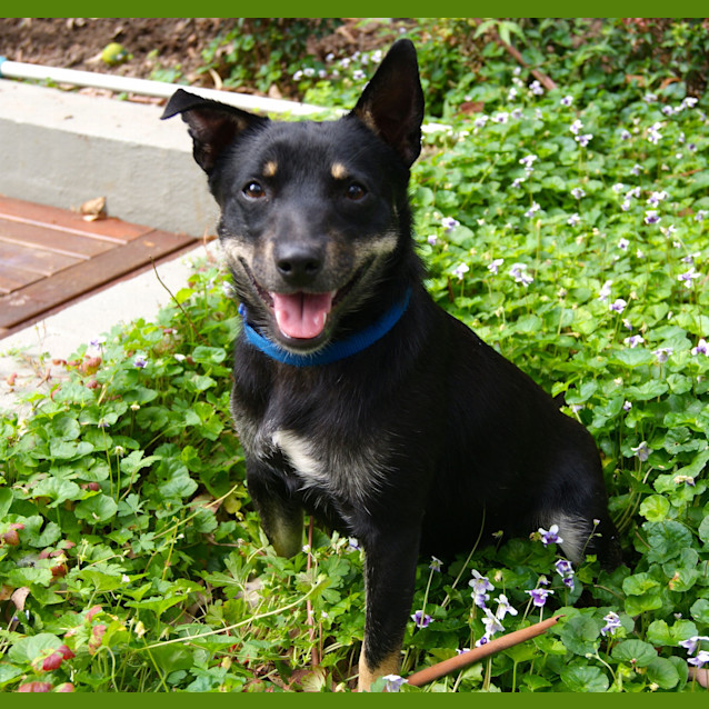 Photo of Jacko (On Trial On 3/1/13)