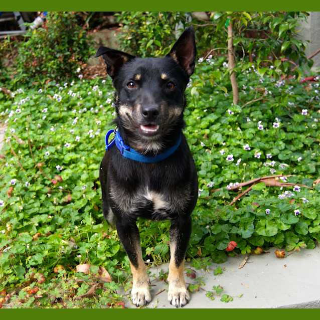 Photo of Jacko (On Trial On 3/1/13)
