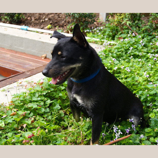 Photo of Jacko (On Trial On 3/1/13)