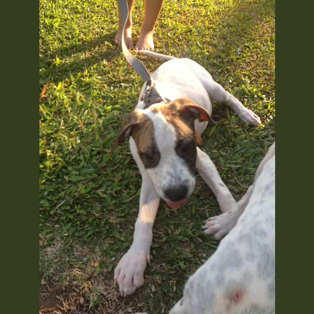 Photo of Patch