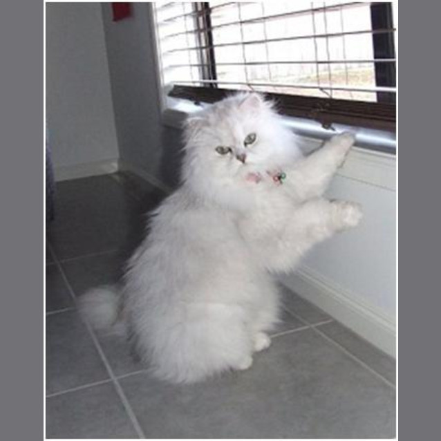Photo of Precious