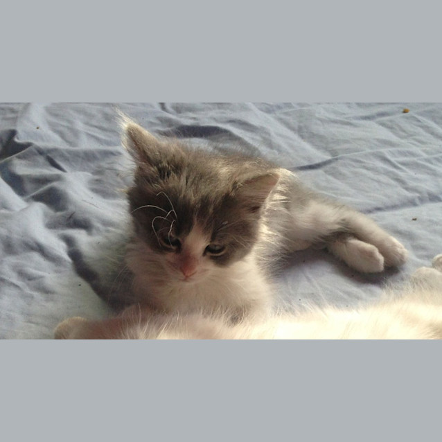 Photo of Cuddly Maurice