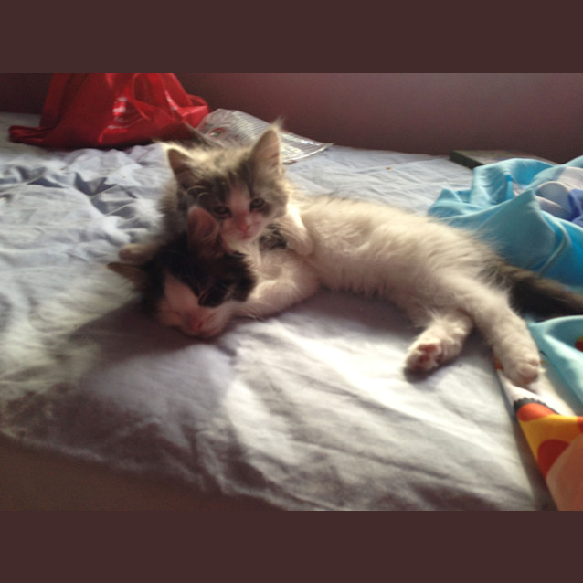 Photo of Cuddly Maurice