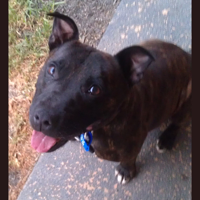 Photo of Rocky (3) (Adopted Sept 2013)