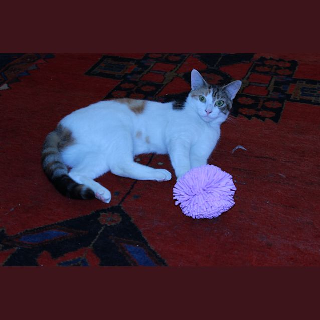 Photo of Tinkerbell