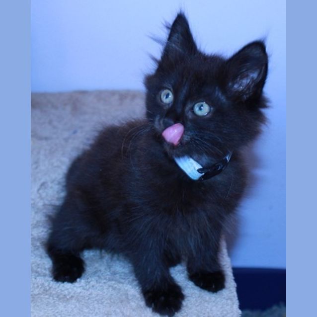 Photo of Fluff Ball * Adoption Pending*