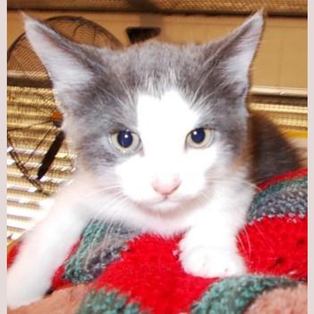 Photo of Herbie