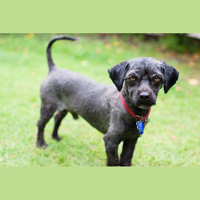 Photo of Rascal (On Trial 28/12/12)