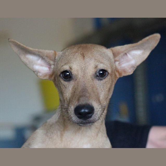Photo of Isabella