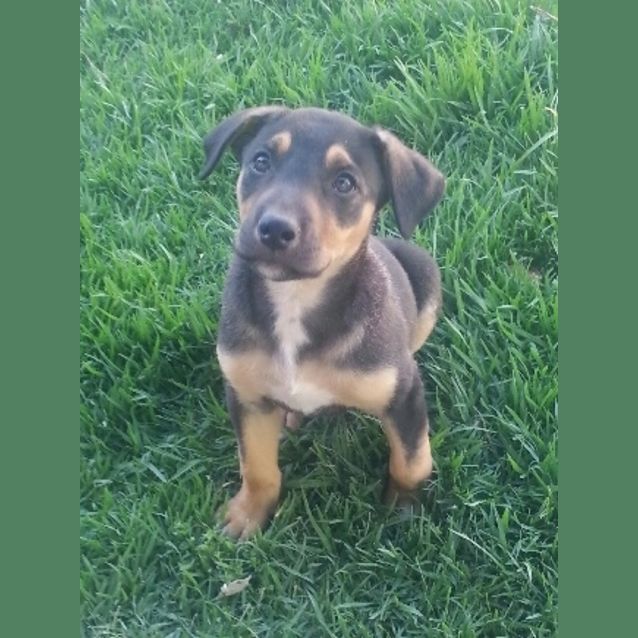 Photo of Adoption Pending Tamsin (Puppy 7)