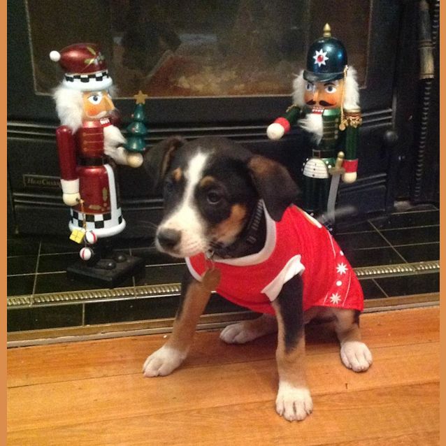 Photo of Adoption Pending Jada (Puppy 6)