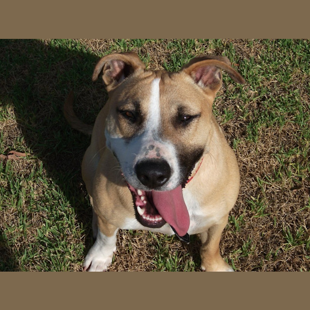 Photo of Missy *Featured Dog*