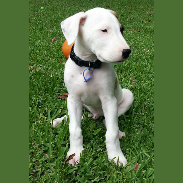 Photo of Buddy (On Trial 11/01/13)