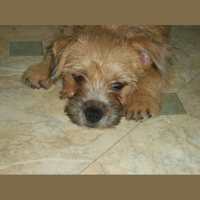 Photo of Baby Toby (On Trial 11/1/13)