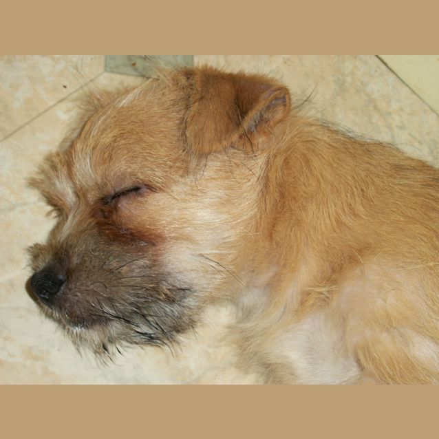 Photo of Baby Toby (On Trial 11/1/13)