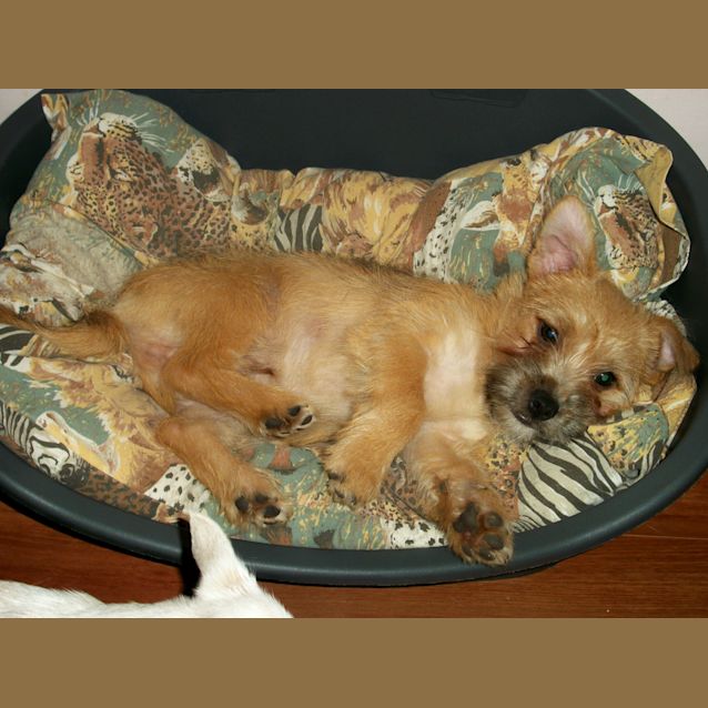 Photo of Baby Toby (On Trial 11/1/13)