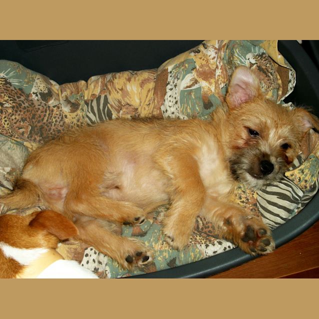 Photo of Baby Toby (On Trial 11/1/13)