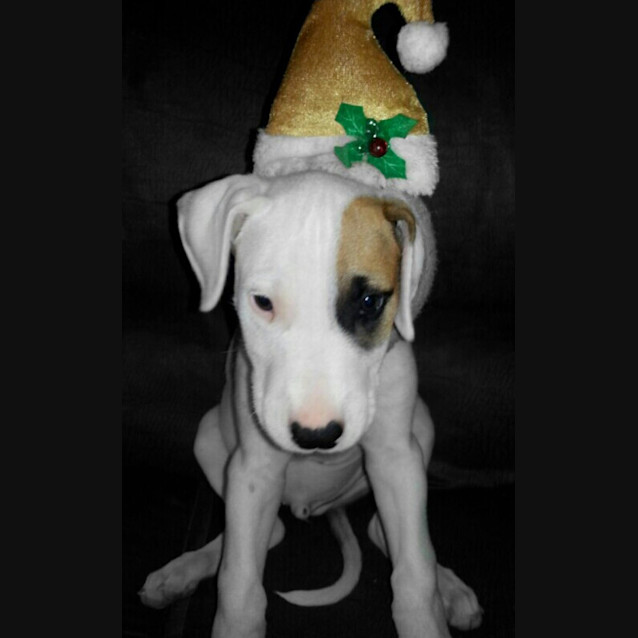 Photo of Buddy (On Trial 11/01/13)