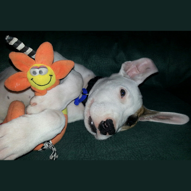 Photo of Buddy (On Trial 11/01/13)