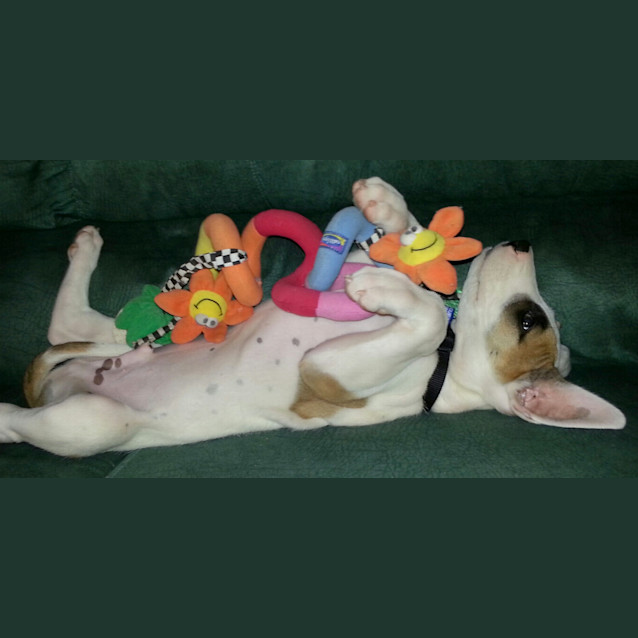 Photo of Buddy (On Trial 11/01/13)