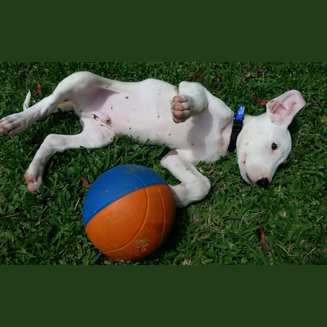 Photo of Buddy (On Trial 11/01/13)