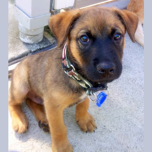 Photo of Roman (On Hold Pending Adoption 9/1)