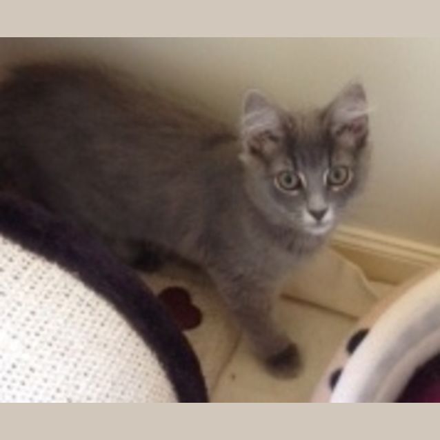 Photo of Grey Fluffy  *Adoption Day 27/01/2013*