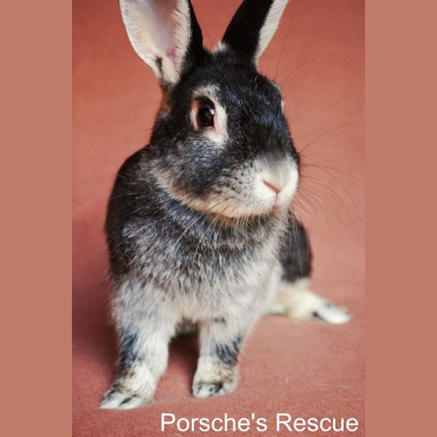 Photo of Sybil  Desexed And Vaccinated