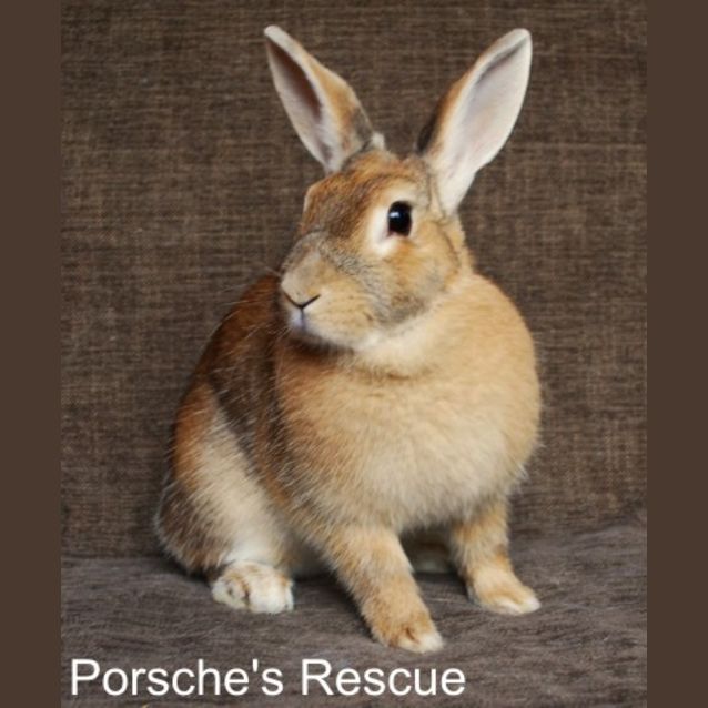 Photo of Bells Desexed And Vaccinated